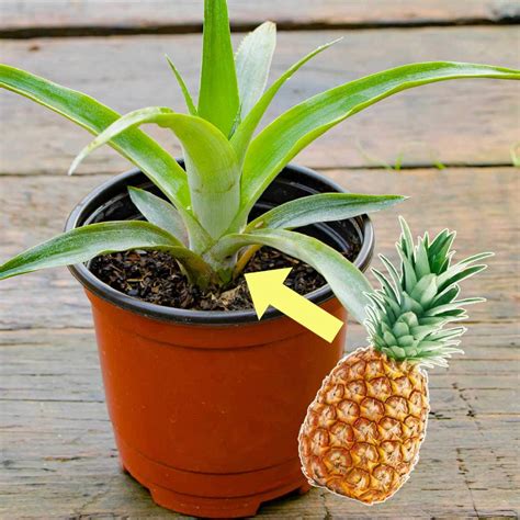 how to grow pineapple from tops.